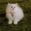 А вас раздражает реклама Fancy Feast ?